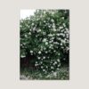 [엘리자베스 덩케르] White Rose (액자 포함) 70 x 100 cm